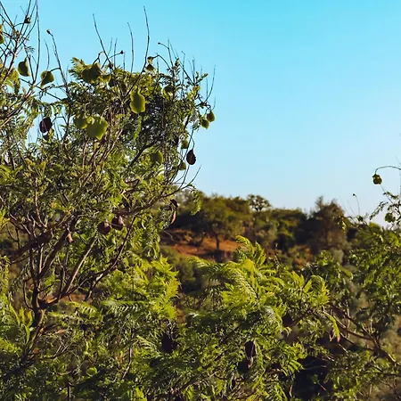 Casa Jacaranda - Ocean View Modern אלבופיירה